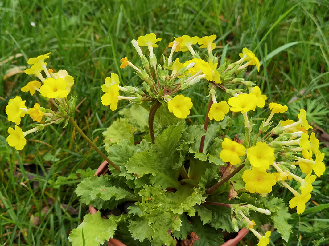 Primula x kewensis
